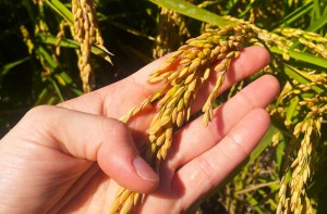 variedade de arroz português